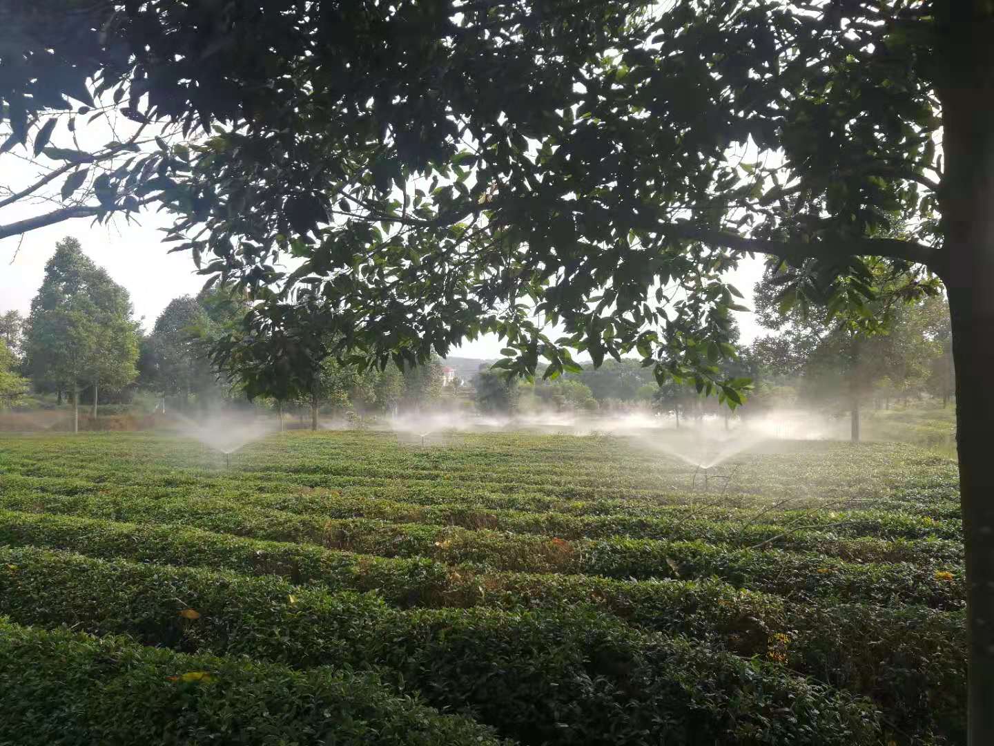 湖南农业水肥一体化灌溉,湖南别墅庭院智能灌溉,长沙沁园灌溉有限公司,湖南足球场喷灌,长沙足球场喷灌,足球场喷灌,足球场灌溉,长沙足球场灌溉,湖南足球场灌溉